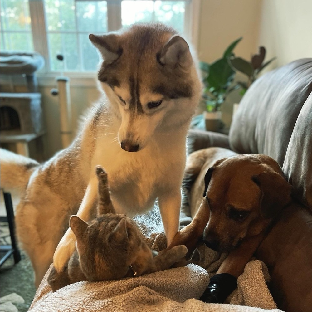 SORE IS LIVE! ✨🐾🦊 - Picture 3 of 9
